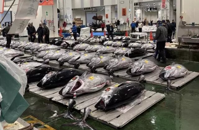 Dev orkinosa milyon dolarlık teklif! Rekor fiyata satıldı