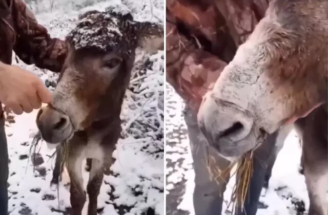 Bu görüntüler vicdanları sızlattı! Ağzını telle bağlayarak ölüme terk ettiler