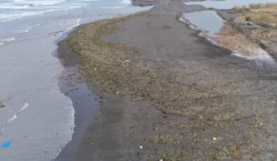 Denizin dibinden çıktı, tüm sahili kapladı