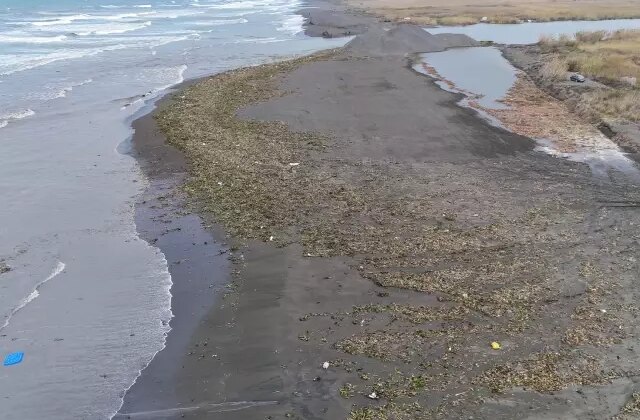 Denizin dibinden çıktı, tüm sahili kapladı
