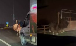 Deve kuşu trafiği altüst etti