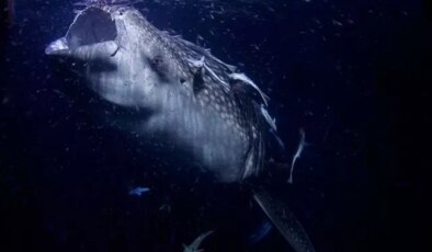 Dünyanın en büyük deniz yılanı! Boyu 12 metreden uzun, köpek balıklarıyla besleniyor