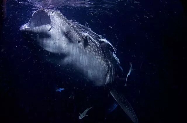 Dünyanın en büyük deniz yılanı! Boyu 12 metreden uzun, köpek balıklarıyla besleniyor