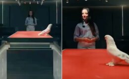 Duyan kulaklarına inanamadı! Bu güvercin tam 2 araba fiyatına satıldı