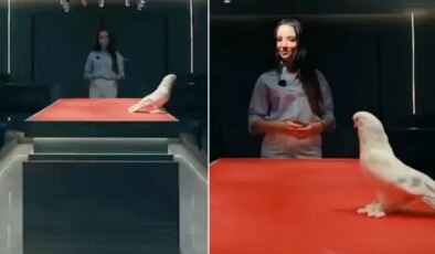 Duyan kulaklarına inanamadı! Bu güvercin tam 2 araba fiyatına satıldı