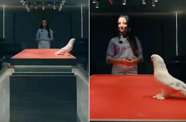 Duyan kulaklarına inanamadı! Bu güvercin tam 2 araba fiyatına satıldı