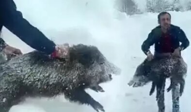 Eliyle domuz yakalayan vatandaşa ceza