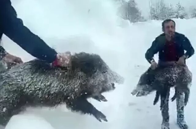 Eliyle domuz yakalayan vatandaşa ceza