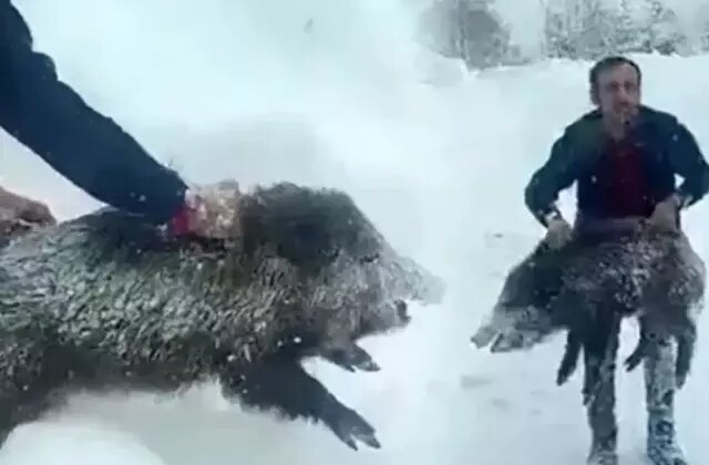 Eliyle domuz yakalayıp ceza yiyen vatandaşa güzel haber