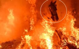 Film sahnesi değil gerçek: Atlar, alevlerin arasından böyle geçti
