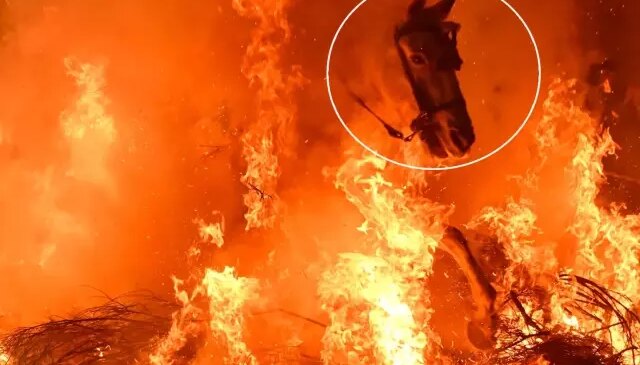 Film sahnesi değil gerçek: Atlar, alevlerin arasından böyle geçti