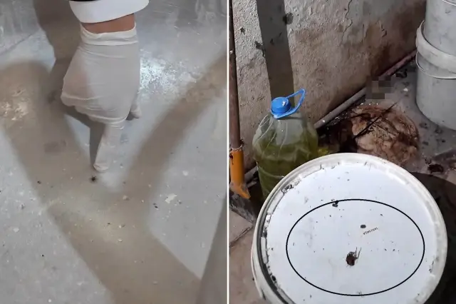 firindaki goruntuler mide bulandirdi yilan 19433611 4342 o