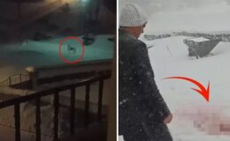 Gece yarısı köye inen kurtlar, katliam yaptı