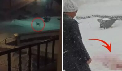 Gece yarısı köye inen kurtlar, katliam yaptı