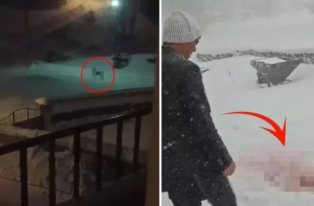 Gece yarısı köye inen kurtlar, katliam yaptı