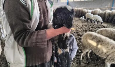 Gören hayrete düşüyor! 4 gözlü kuzu yaşama tutundu