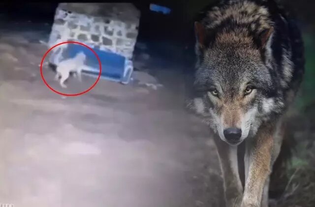 Görüntü gece yarısı çekildi: Kurdu gören Sivas kangalının yaptıkları olay oldu
