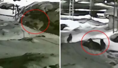 Görüntü Türkiye’nin bir ucundan: Sahibi köpeğin yakarışlarını duymayınca acı son kaçınılmaz oldu