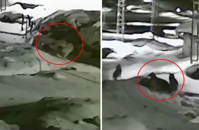 Görüntü Türkiye’nin bir ucundan: Sahibi köpeğin yakarışlarını duymayınca acı son kaçınılmaz oldu