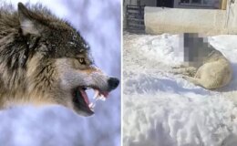 Görüntüye tepki yağıyor: Kurtla boğuşan kangalın son haline bakın