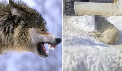 Görüntüye tepki yağıyor: Kurtla boğuşan kangalın son haline bakın