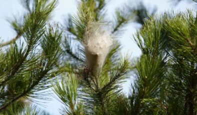 Samsun’daki tüm ormanları sardı, temas edende alerjiye yol açtı