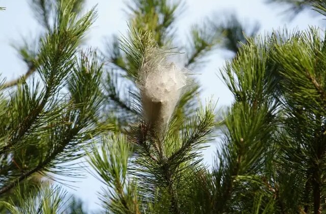 Samsun’daki tüm ormanları sardı, temas edende alerjiye yol açtı