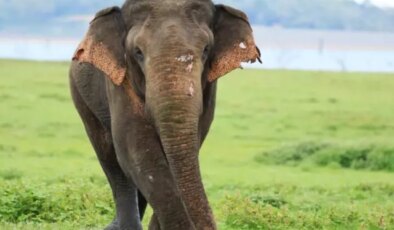 Hindistan’da 22 can alan fil için alarm verildi, yapay zeka da devrede