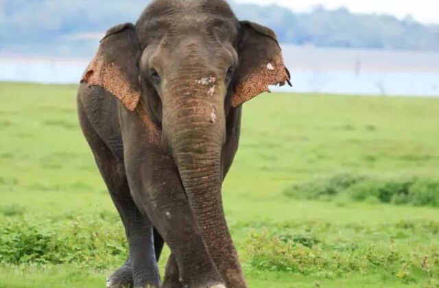 Hindistan’da 22 can alan fil için alarm verildi, yapay zeka da devrede