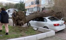 İstanbul’da şiddetli lodos: Ağaç, 4 aracın üzerine devrildi