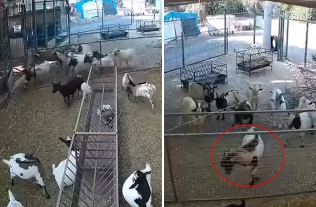 Kamera görüntülerini izleyen çiftlik sahibi gördüklerine inanamadı