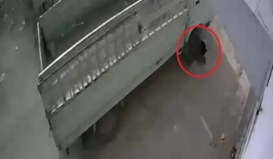 Kamyonetiyle kediyi ezen sürücüye 1 ay hayvan barınağında çalışma cezası