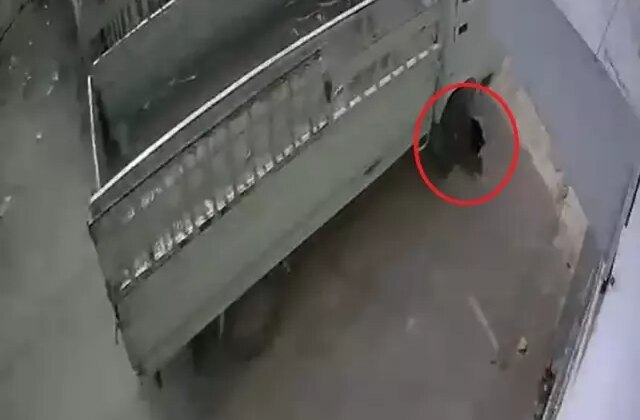 Kamyonetiyle kediyi ezen sürücüye 1 ay hayvan barınağında çalışma cezası