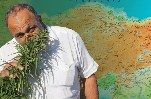 Karar Resmi Gazete’de: 21 ilde kenevir üretimine onay çıktı
