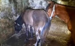 Kars’ta 15 atı ayaklarından vurdular