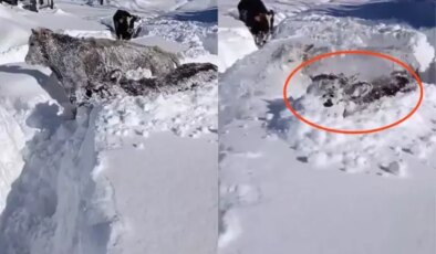 Kastamonu’da ineklerin 1,5 metrelik karla mücadelesi