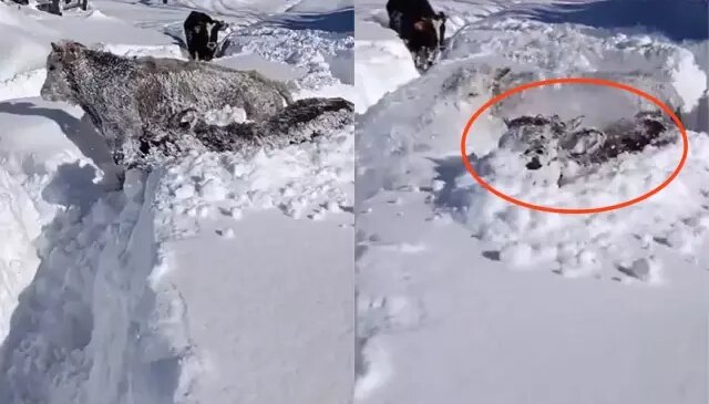 Kastamonu’da ineklerin 1,5 metrelik karla mücadelesi