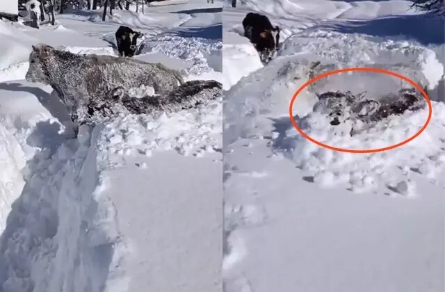 Kastamonu’da ineklerin 1,5 metrelik karla mücadelesi