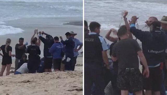 Köpekbalığı sörfçüyü ağır yaraladı! Deniz kırmızıya boyandı