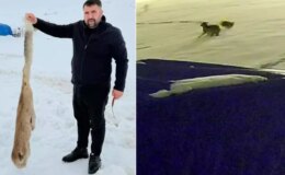 Kurtları en iyi anlatan video! Köpekten geriye bu kaldı