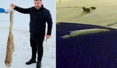 Kurtları en iyi anlatan video! Köpekten geriye bu kaldı