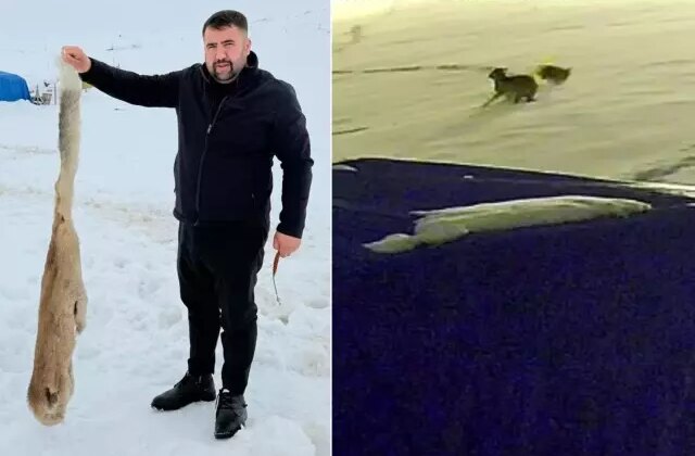 Kurtları en iyi anlatan video! Köpekten geriye bu kaldı