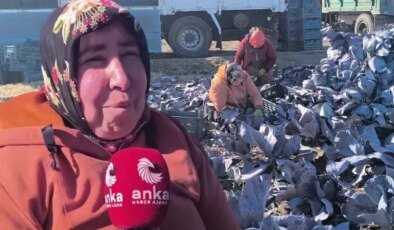 Lahana tarlasında çalışan işçinin sözleri yürekleri dağladı