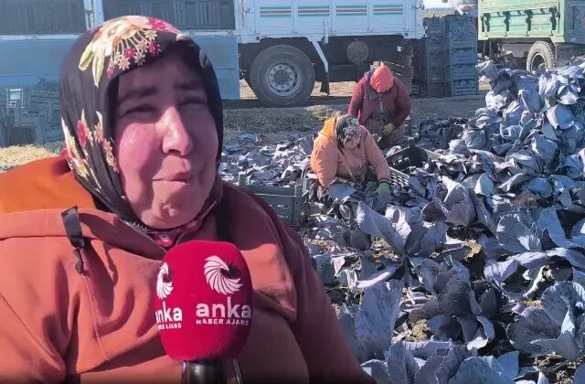 Lahana tarlasında çalışan işçinin sözleri yürekleri dağladı