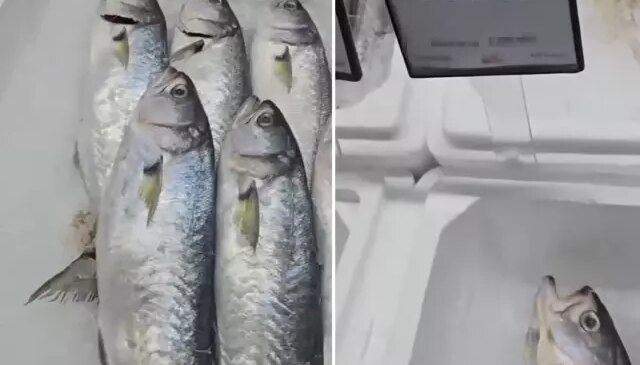 Markette satılan balığın fiyatını duyunca büyük şaşkınlık yaşadı