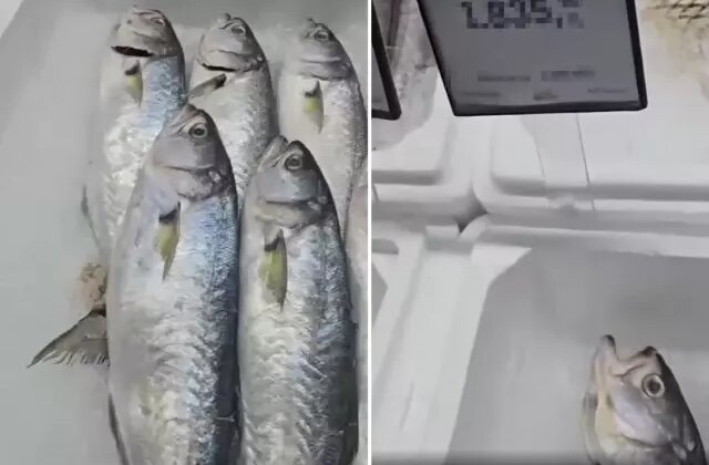 Markette satılan balığın fiyatını duyunca büyük şaşkınlık yaşadı