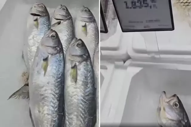 markette satilan baligin fiyatini duyunca buyuk 19518393 9478 o