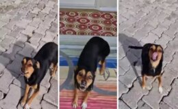 Milyonların sevgisini kazanan ‘Boncuk’ yine kalpleri ısıttı