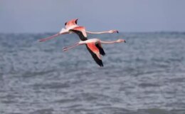 Mumbai değil Kastamonu! Vatandaşlar hemen telefona sarıldı