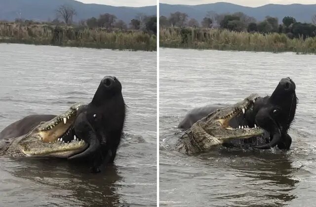 Nefes kesen anlar: Timsahın saldırdığı bufalo mucizevi şekilde kurtuldu